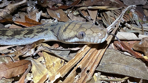 Australian Scrub Python sighting