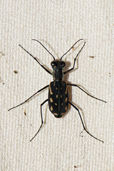 Lophyra striolata