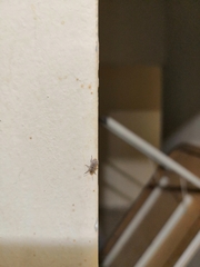 Coleoptera