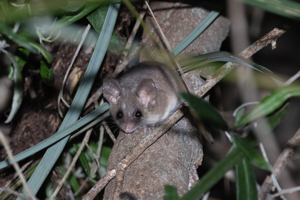 Eastern Pygmy Possum from Eaglehawk Neck TAS 7179, Australia on ...