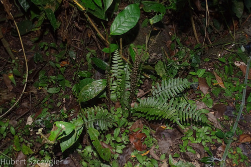 Bolbitis appendiculata iNat (2)