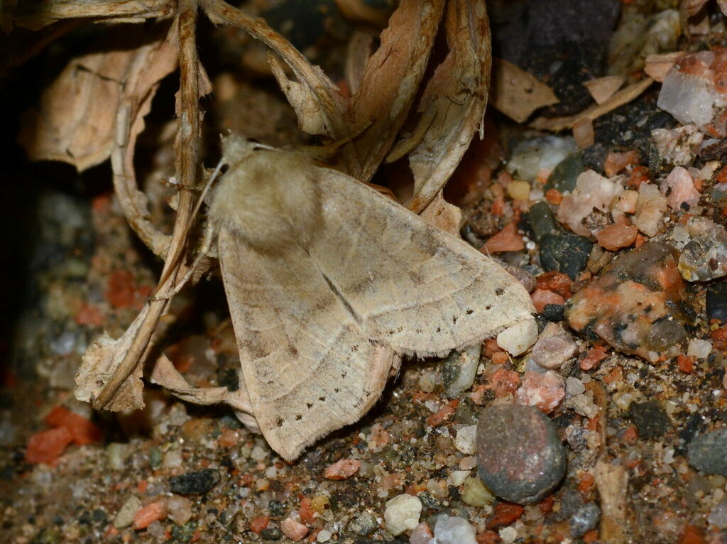 Agrochola trapezoides