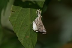 Masca abactalis