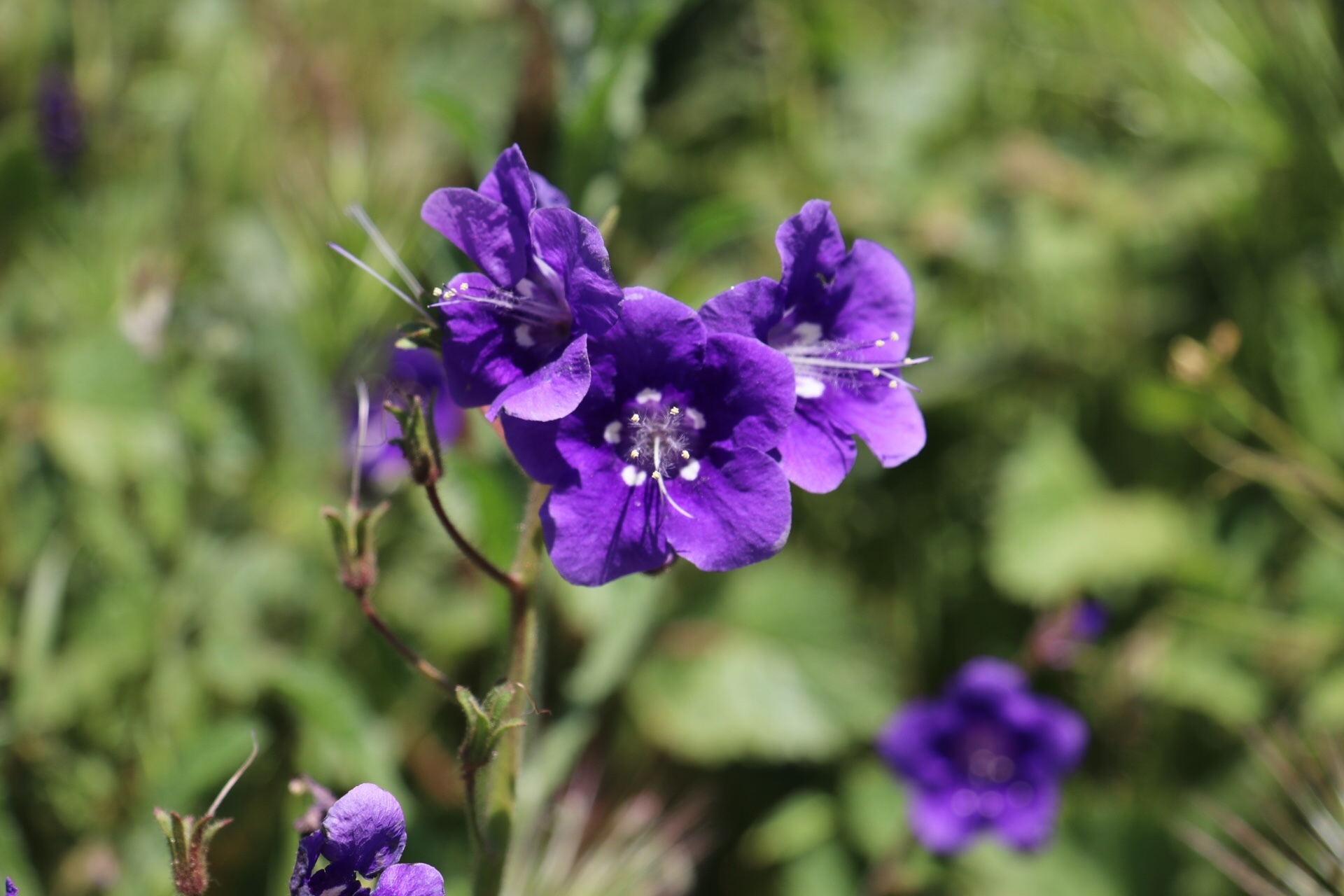 Phacelia parryi
