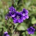 Parry's Phacelia - Photo (c) jalopy, some rights reserved (CC BY-NC), uploaded by jalopy