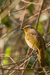 Pycnonotus finlaysoni