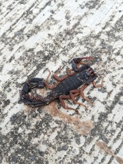 Centruroides tapachulaensis