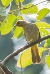 Pycnonotus finlaysoni