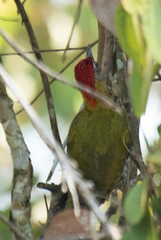 Picus xanthopygaeus