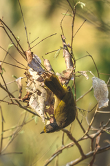 Pycnonotus finlaysoni