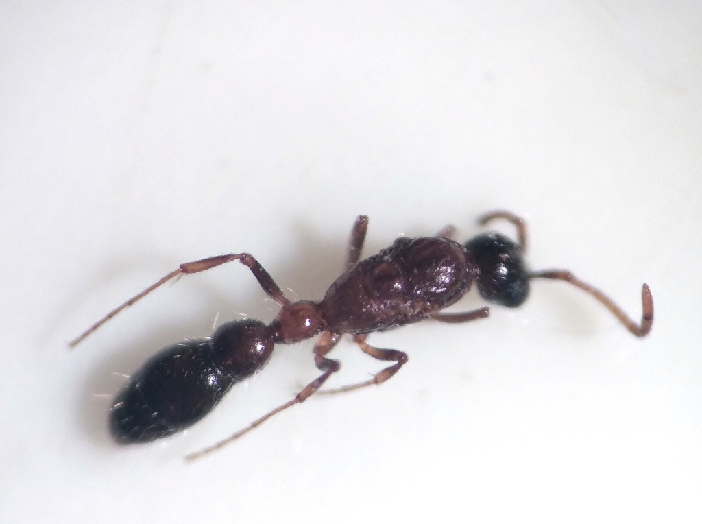Lioponera desertorum