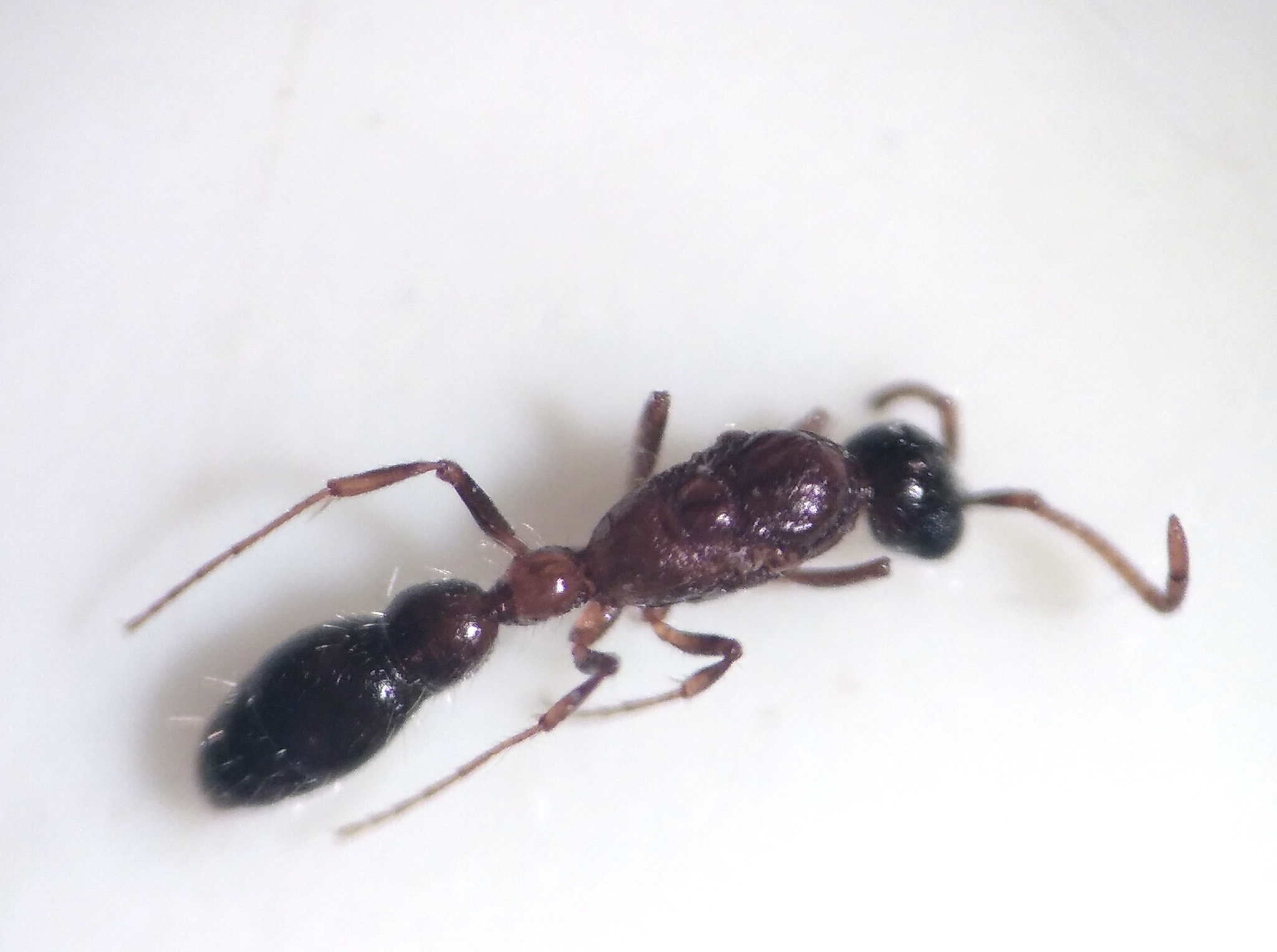 Lioponera desertorum