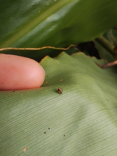 Lauria fanalensis