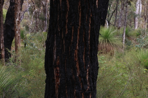 Image of Eucalyptus patens by (c) Greg Tasney, some rights reserved (CC BY-SA)