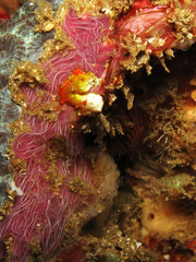 Hippocampus pontohi