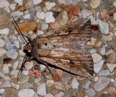 Mythimna epieixelus