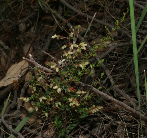 Image of Cryptandra arbutiflora by (c) Greg Tasney, some rights reserved (CC BY-SA)
