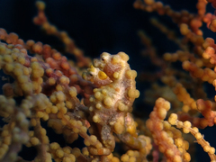Hippocampus bargibanti