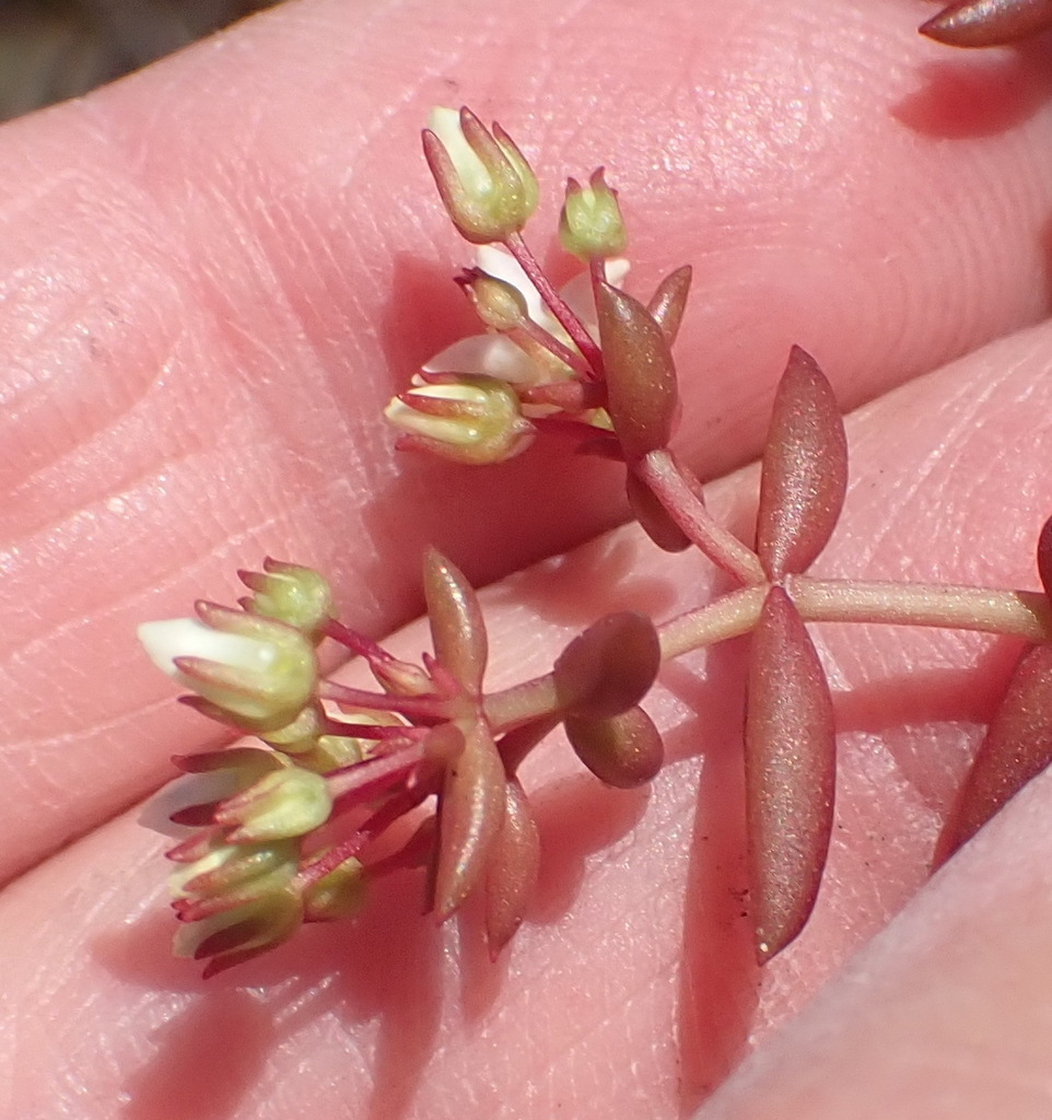 Sedum expansum (Dryand.) Kuntze