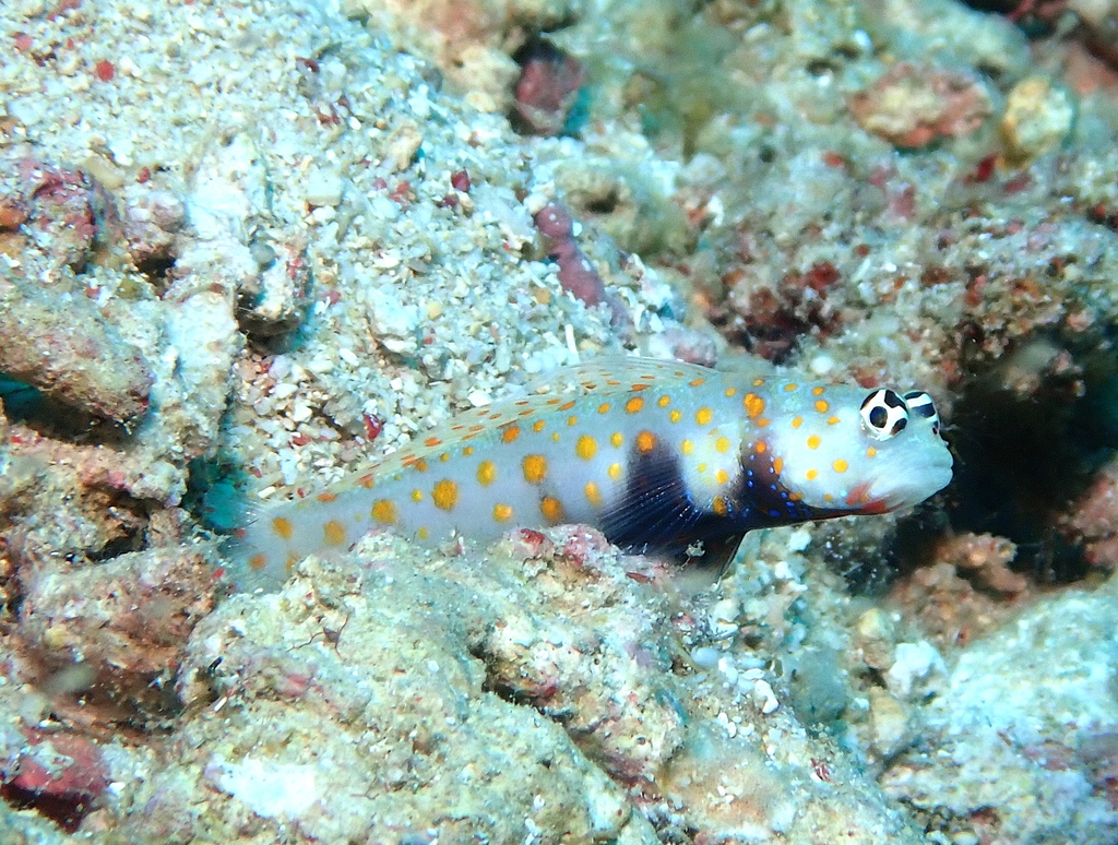 Black-chest Shrimp-goby