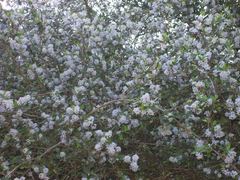 Ceanothus oliganthus sorediatus