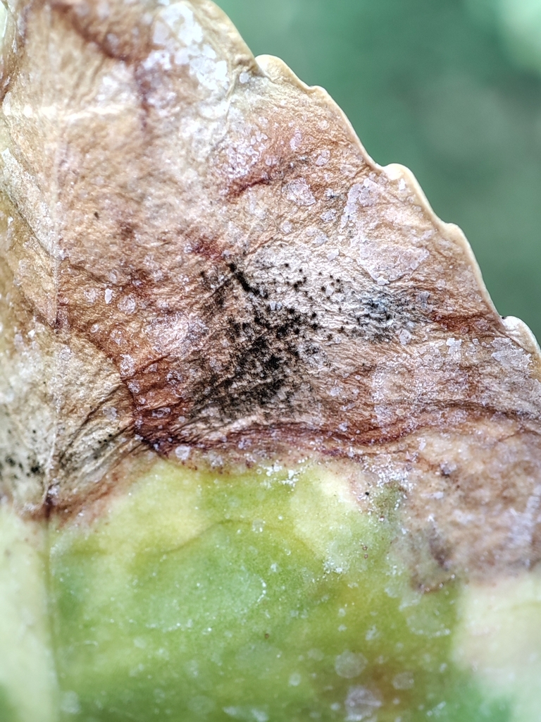 Phyllosticta euonymi