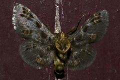Coenodomus dudgeoni