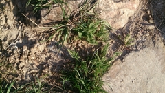 Astragalus purshii