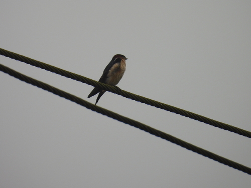 Golondrina dáurica (Cecropis daurica)
