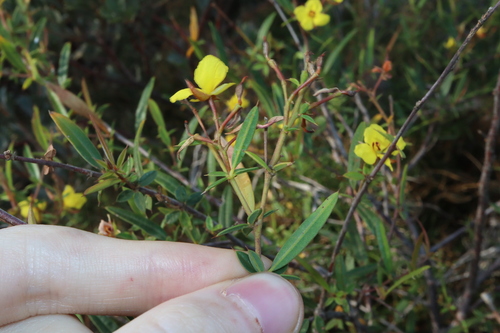 Image of Labichea lanceolata by (c) Thomas Mesaglio, some rights reserved (CC BY)