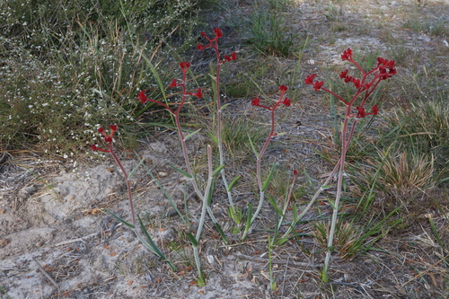 Red kangaroo paw[ (Anigozanthos rufus)