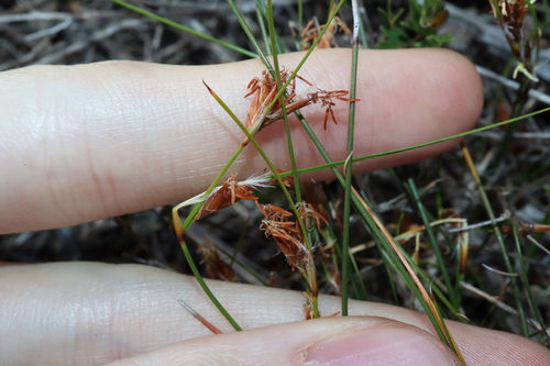yellow bog-rush (Schoenus subflavus)