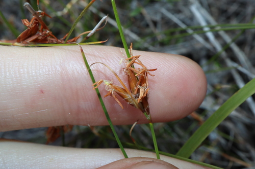 Image of Schoenus subflavus by (c) Thomas Mesaglio, some rights reserved (CC BY)