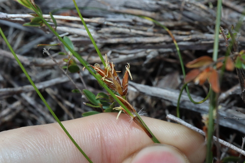 Image of Schoenus subflavus by (c) Thomas Mesaglio, some rights reserved (CC BY)