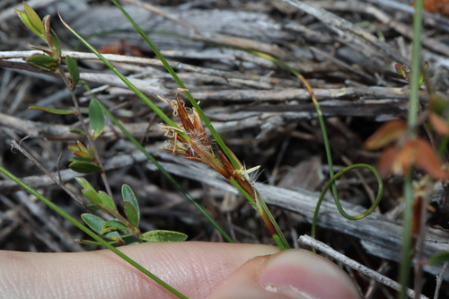 Image of Schoenus subflavus by (c) Thomas Mesaglio, some rights reserved (CC BY)