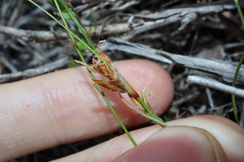 Image of Schoenus subflavus by (c) Thomas Mesaglio, some rights reserved (CC BY)