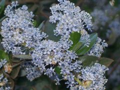 Ceanothus oliganthus sorediatus