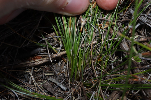 Image of Schoenus subflavus by (c) Thomas Mesaglio, some rights reserved (CC BY)