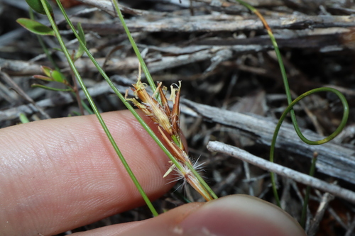 Image of Schoenus subflavus by (c) Thomas Mesaglio, some rights reserved (CC BY)