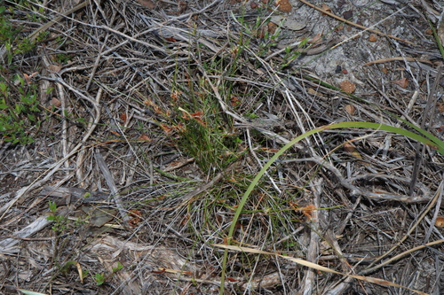 Image of Schoenus subflavus by (c) Thomas Mesaglio, some rights reserved (CC BY)