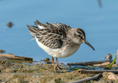 Broad-Billed Sandpiper photo 4