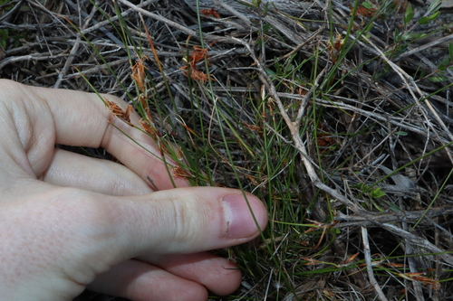 Image of Schoenus subflavus by (c) Thomas Mesaglio, some rights reserved (CC BY)