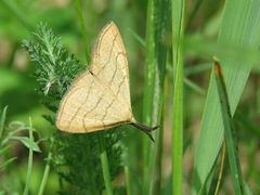 Polypogon tentacularia