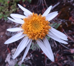 Aster alpinus vierhapperi