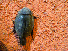 Homoeogamia mexicana