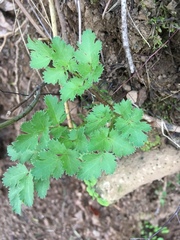 Tauschia kelloggii