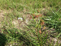 Asclepias linearis