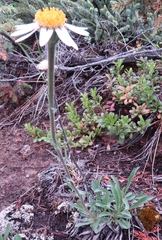 Aster alpinus vierhapperi