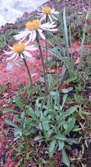Aster alpinus vierhapperi