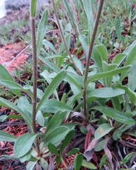 Aster alpinus vierhapperi